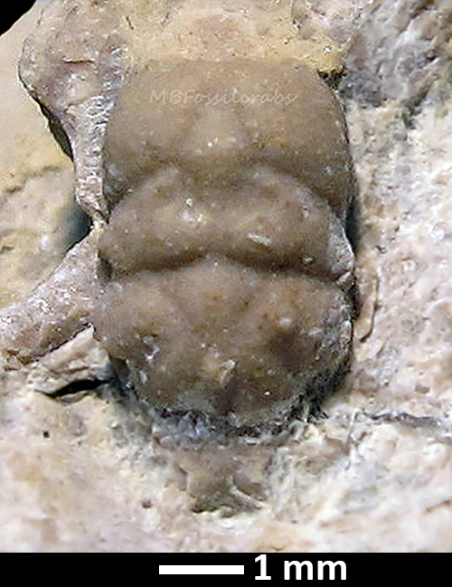 Glaessneropsoidea by MB fossil crabs